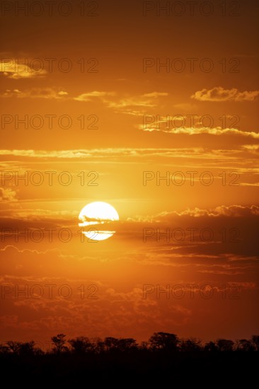 Impressive sunset over the African savanna, silhouette of the horizon with trees in front of the sun, at Halali waterhole, Etosha National Park, Namibia