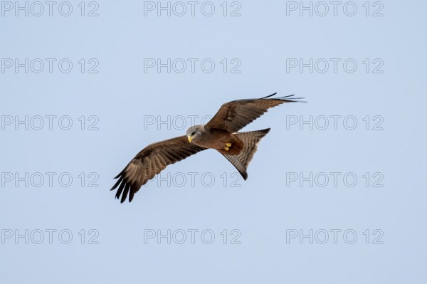 Bird in flight, black kite (Milvus migrans), Nxai Pan National Park, Botswana