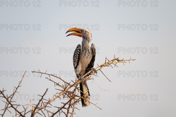 Yellow-billed toko (Tockus leucomelas) on branch, Nxai Pan National Park, Botswana