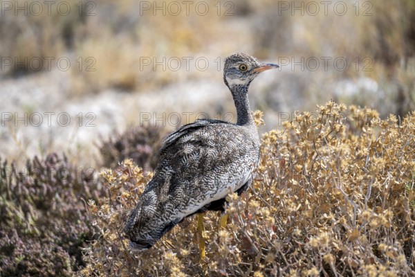 Northern Black Korhaan (Afrotis afraoides), or cackling bustard (Eupodotis afra), female, Etosha National Park, Namibia
