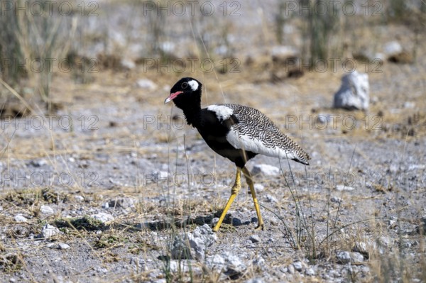 Northern Black Korhaan (Afrotis afraoides), or cackling bustard (Eupodotis afra), male, Etosha National Park, Namibia