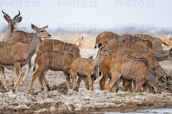 Big Kudu (Tragelaphus strepsiceros), flock drinking at waterhole, Nxai Pan National Park, Botswana