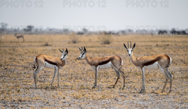 Springboks (Antidorcas marsupialis), Nxai Pan National Park, Botswana