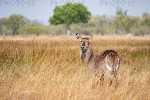 Elliptical waterbuck (Kobus ellipsiprymnus), in tall dry grass, Okavango Delta, Moremi Game Reserve, Botswana