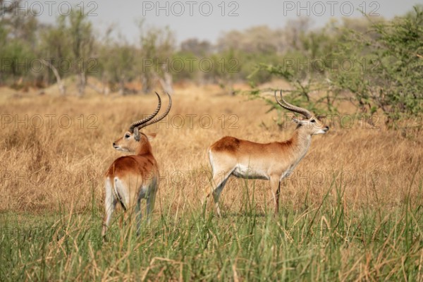 Letschwe or litchi bog antelope (Kobus leche), adult male, in tall dry grass, Okavango Delta, Moremi Game Reserve, Botswana