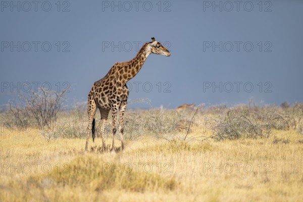 Angola giraffe (Giraffa giraffa angolensis), giraffe in dry savanna, Etosha National Park, Namibia