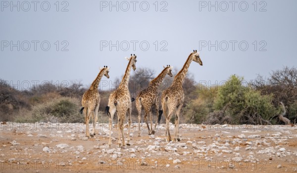 Angola giraffe (Giraffa giraffa angolensis), giraffe at a waterhole, Etosha National Park, Namibia