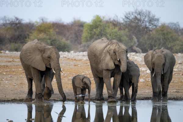 African elephant (Loxodonta africana) drinking at a watering hole, Etosha National Park, Namibia