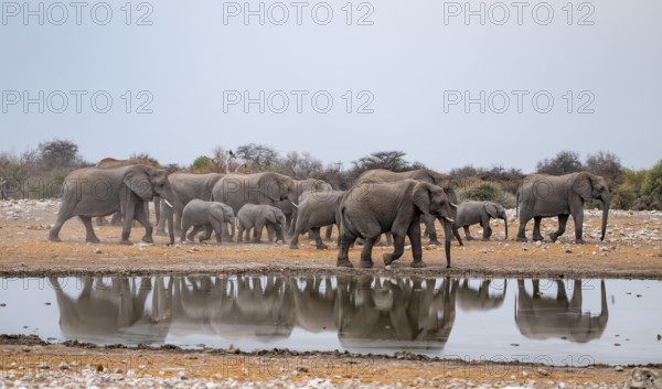 Herd of animals, animal family, African elephant (Loxodonta africana), drinking at a waterhole, beautiful reflection, Etosha National Park, Namibia