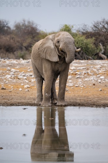African elephant (Loxodonta africana) drinking at a watering hole, Etosha National Park, Namibia