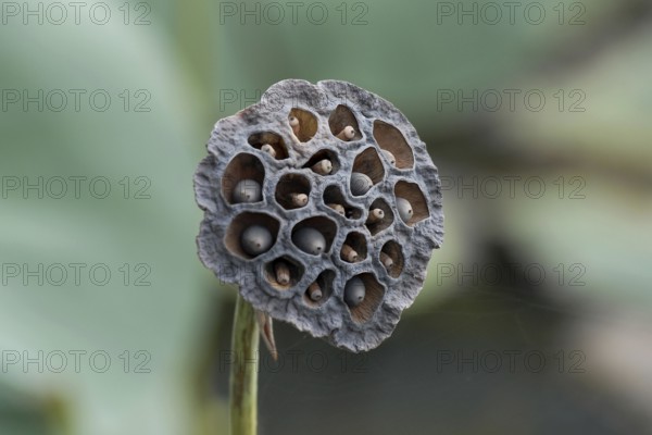 Close-up of dried lotus fruit with open seed fans, Lake Vembanad, Kerala, South India, India