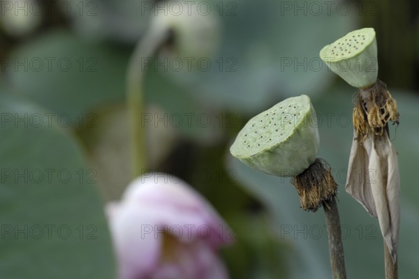 Green lotus fruits with visible seed holes, Lake Vembanad, Kerala, South India, India