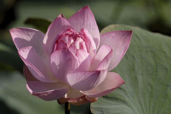 Macro shot of a pink lotus flower with delicately opened petals in sunlight, Lake Vembanad, Kerala, South India, India