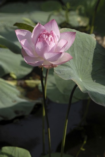 Close-up view of pink lotus flower with large green leaves, Vembanad Lake, Kerala, South India, India