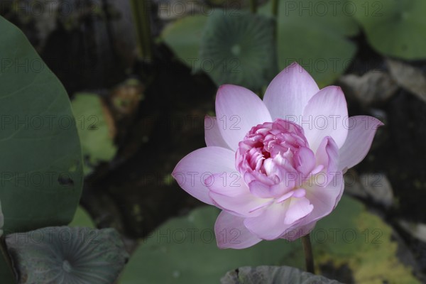 Lotus flower in pink, Vembanad Lake, Kerala, South India, India