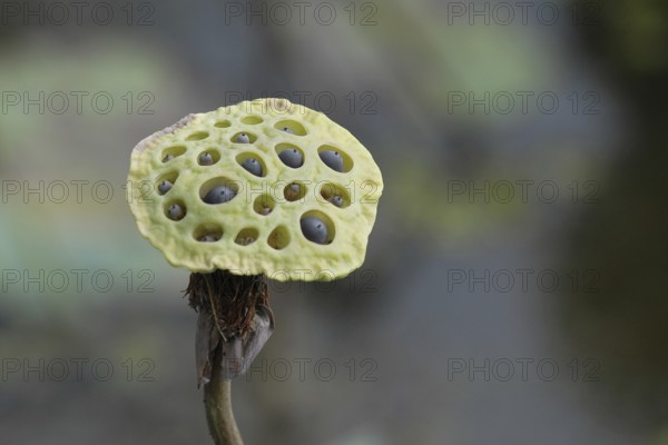 Close-up of green lotus fruit with visible seed holes, Lake Vembanad, Kerala, South India, India