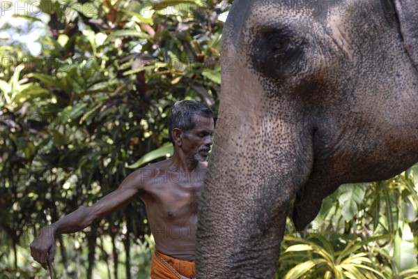 Mahut or elephant guide standing next to an elephant, Peermade, Kerala, India