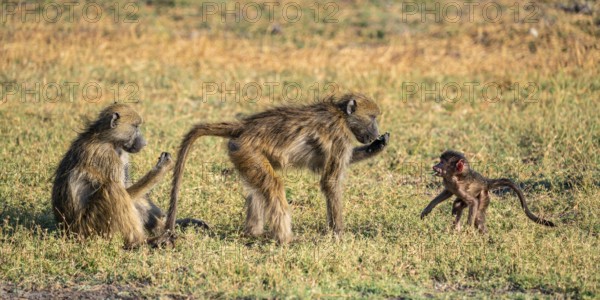 Young animal playing with mother, bear baboons (Papio ursinus), Ihaha, Chobe National Park National Park, Botswan