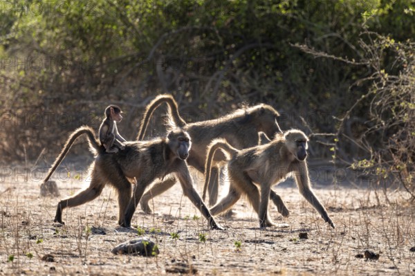 Chacma baboons (Papio ursinus) adults and young animals foraging, Ihaha, Chobe National Park National Park, Botswan