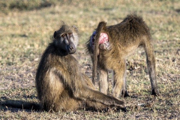 Chacma baboons (Papio ursinus), Ihaha, Chobe National Park, Botswana