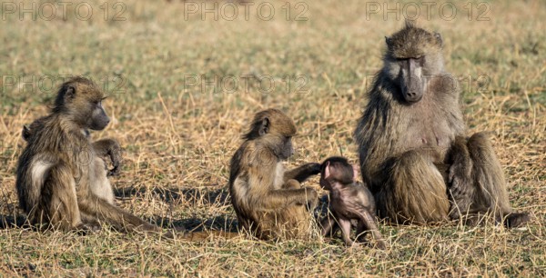 Animal family, young playing with mother, bear baboons (Papio ursinus), Ihaha, Chobe National Park National Park, Botswan