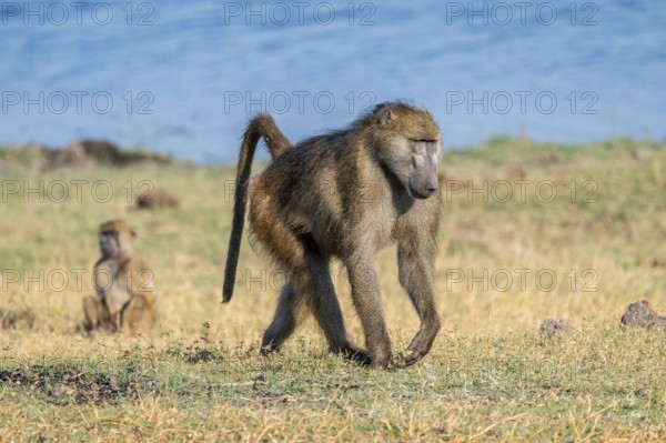 Chacma baboon (Papio ursinus), Ihaha, Chobe National Park National Park, Botswana