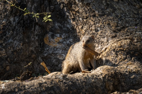 Zebra mangoose (Mungos mungo) looking for food, Ihaha, Chobe National Park, Botswana