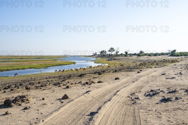 Road in Ihaha on Chobe River, Many Impalas, Chobe National Park, Botswana