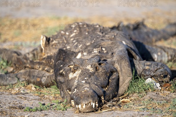 Dead crocodile animal carcass, Ihaha, Chobe National Park, Botswana