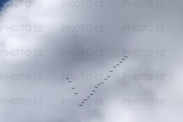 Cranes flying high up under clouds (Grus grus), Mecklenburg-Western Pomerania, Germany