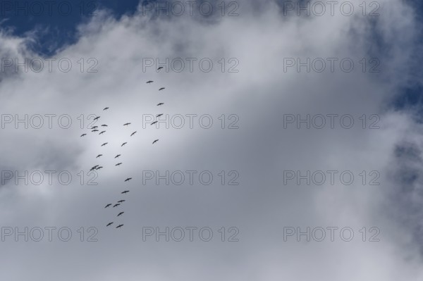 Cranes flying high up under clouds (Grus grus), Mecklenburg-Western Pomerania, Germany
