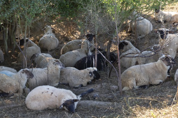 Black-headed sheep (Ovis gmelini aries) rest under bushes, Mecklenburg-Western Pomerania, Germany