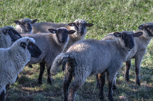Black-headed sheep (Ovis gmelini aries) in the pasture, Mecklenburg-Western Pomerania, Germany