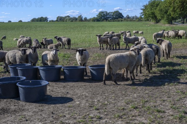 Black-headed sheep grazing at water tubs, Mecklenburg-Western Pomerania, Germany
