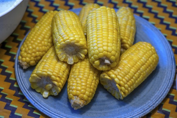 Sweet corn on the corn cob (Zea mays convar. saccharata) on a plate, Mecklenburg-Western Pomerania, Germany