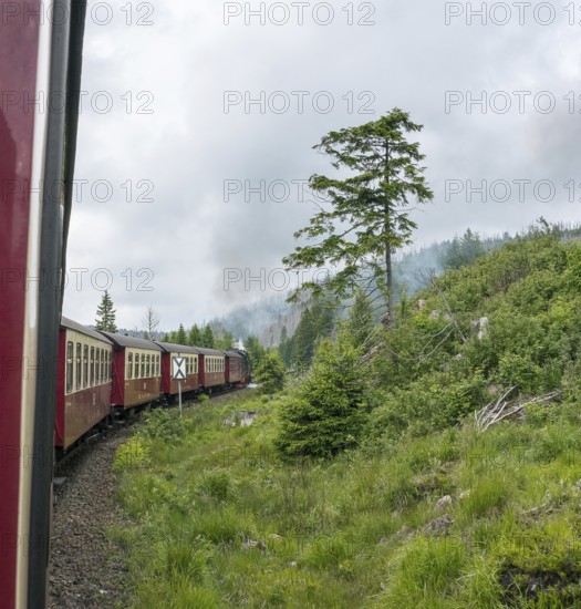 Steaming locomotive of the historic Brocken Railway with several red and white wagons travels from Drei Annen Hohne to Brocken through a green, mountainous landscape, railway, steam locomotive, steam cloud, smoke, smoke cloud, Harzer narrow-gauge railways, narrow-gauge railway, individual old common spruce (Picea abies), renewable trees, cloudy sky, rainy weather, natural rejuvenation, low mountain ranges, forest conversion, nature reserve, Harz National Park, Ostharz, Wernigerode, Harz District, Saxony-Anhalt, Germany