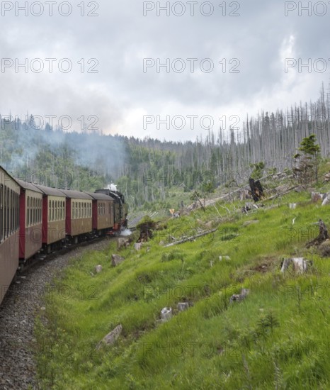 Steaming locomotive of the historic Brocken Railway with several red and white wagons travels from Drei Annen Hohne to Brocken through a green, mountainous landscape, railroad, steam locomotive, clouds, smoke, Harz narrow-gauge railways, dead wood, common spruce (Picea abies), renewable trees, cloudy, sky, rainy weather, natural rejuvenation, grass, green, low mountain ranges, tree stumps, forest conversion, nature reserve, Harz National Park, Ostharz, Wernigerode, Saxony-Anhalt, Germany
