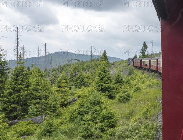 The locomotive of the historic Brocken Railway with several red and white wagons travels from Drei Annen Hohne to the Brocken through a green, mountainous landscape, in the background the Wurmberg Tower, Wurmberg Alm, railway, steam locomotive, Harzer narrow-gauge railways, narrow-gauge railway, forest backdrop, standing dead wood, common spruce (Picea abies), natural rejuvenation, low mountain ranges, forest conversion, cloudy rainy weather, nature reserve, national park, Ostharz, Wernigerode, Harz district, Saxony-Anhalt, Germany