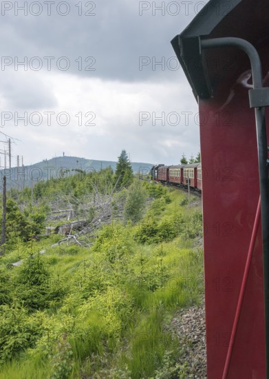 The locomotive of the historic Brocken Railway with several red and white wagons travels from Drei Annen Hohne to the Brocken through a green, mountainous landscape, in the background the Wurmberg Tower, Wurmberg Alm, railway, steam locomotive, Harzer narrow-gauge railways, narrow-gauge railway, forest backdrop, standing dead wood, common spruce (Picea abies), natural rejuvenation, low mountain ranges, forest conversion, cloudy rainy weather, nature reserve, national park, Ostharz, Wernigerode, Harz district, Saxony-Anhalt, Germany
