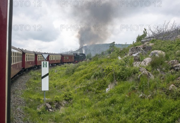 Steaming locomotive of the historic Brocken Railway with several red and white wagons travels from Drei Annen Hohne to Brocken through a green, mountainous landscape, railroad, steam locomotive, steam cloud, smoke, smoke, smoke, smoke cloud, Harzer narrow-gauge railways, dead wood, common spruce (Picea abies), renewable trees, cloudy sky, rainy weather, natural growth Youth, low mountain ranges, forest conversion, nature reserve, Harz National Park, Ostharz, Wernigerode, Saxony-Anhalt, Germany