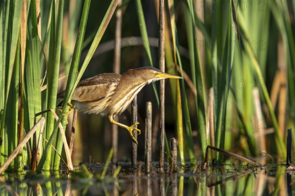 Little Bittern (Ixobrychus minutus), lurking in reeds, Race, Slovenia