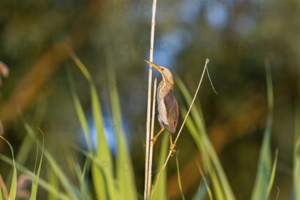Little bittern (Ixobrychus minutus), lurking on reed stalks, Danube Delta, Romania