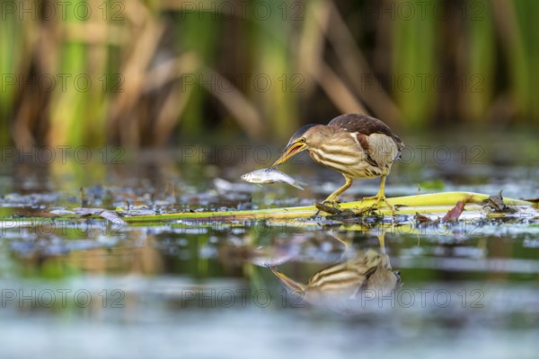 Little Bittern (Ixobrychus minutus), in reeds, with fish in its beak, Race, Slovenia