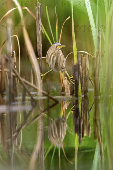 Little Bittern (Ixobrychus minutus), lurking in reeds, Race, Slovenia