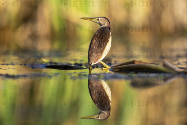 Little Bittern (Ixobrychus minutus), in water, with reflection, Race, Slovenia