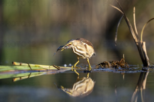 Little Bittern (Ixobrychus minutus), in water, with fish, with reflection, Race, Slovenia