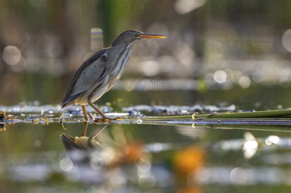 Little Bittern (Ixobrychus minutus), in water, Race, Slovenia