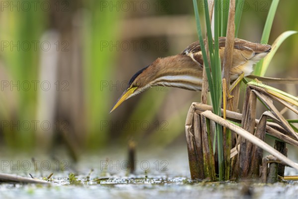 Little Bittern (Ixobrychus minutus), hunting, sitting on reeds, Race, Slovenia