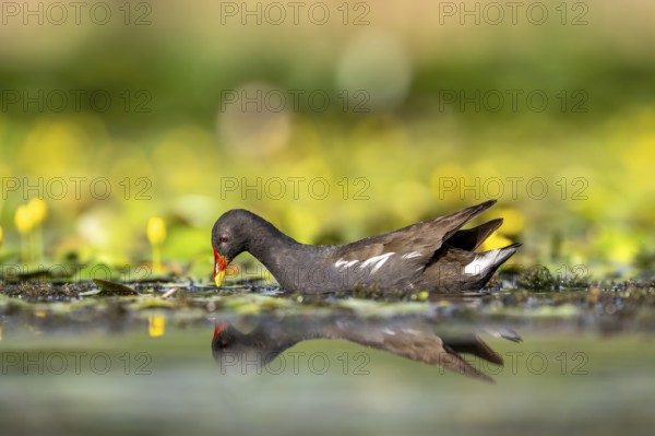 Pond grouse (Gallinula chloropus, in water, Race, Slovenia