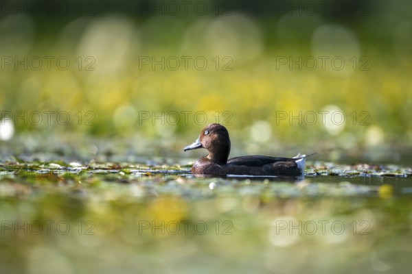 Bog duck (Aythya nyroca) swimming, Race, Slovenia